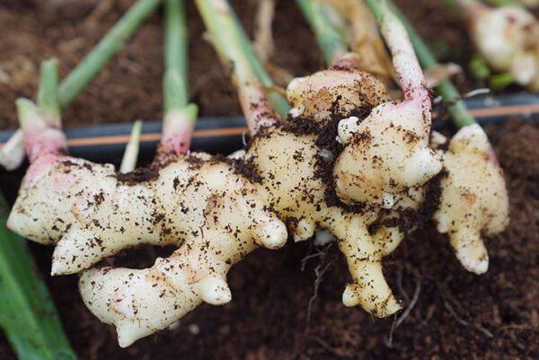 How to Grow Ginger at Home: Easy and Inexpensive!