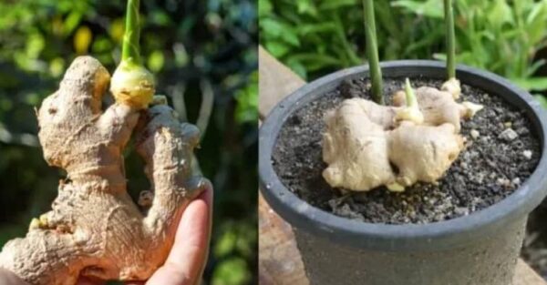 How to Grow Ginger at Home – Step by Step