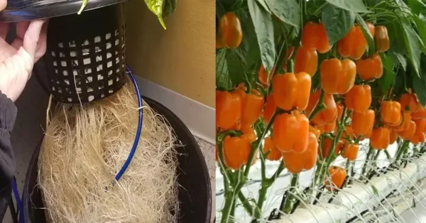 How to Grow Peppers Without Soil: A Comprehensive Guide