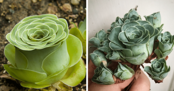 How to Grow Succulents That Look Like Fairytale Roses