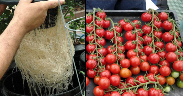How to Grow Tomatoes Without Soil: A Comprehensive Guide