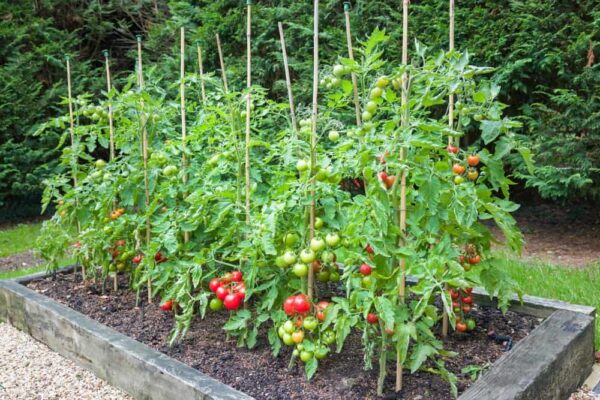 How to Grow Tomatoes with just Four Slices of Tomatoes