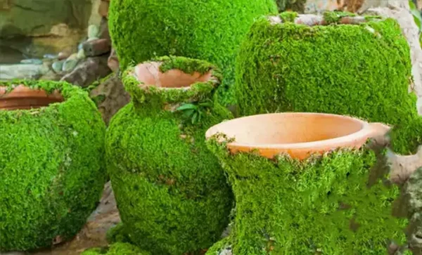 How to Grow Your Own Moss at Home: A Step-by-Step Guide