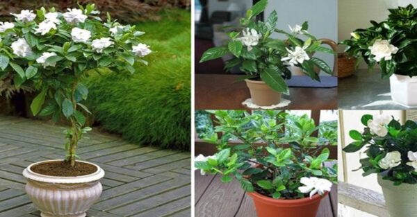 How to Grow a Beautiful Gardenia Flower