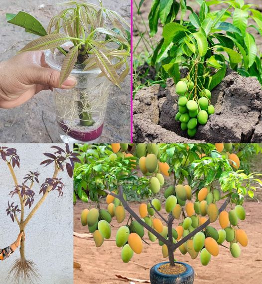 How to Grow a Mango from Leaves (100% Success)