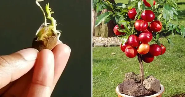 How to Grow a Peach Tree from Seed: A Step-by-Step Guide