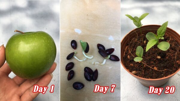 How to Grow an Apple Tree from a Seed (with Pictures)