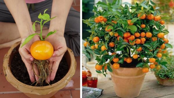 How to Grow an Orange Tree from Seeds