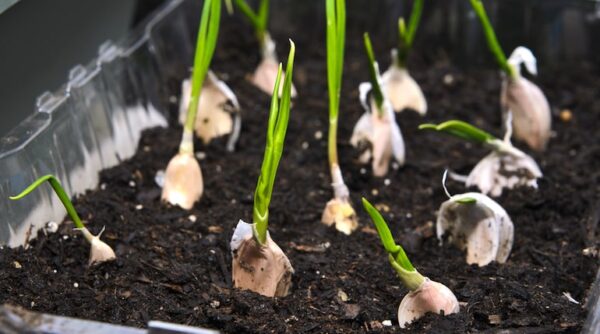 How to Grow and Care for Garlic Indoors