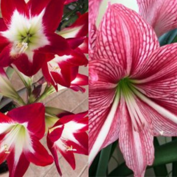 How to Grow and Make Amaryllis Bloom Again