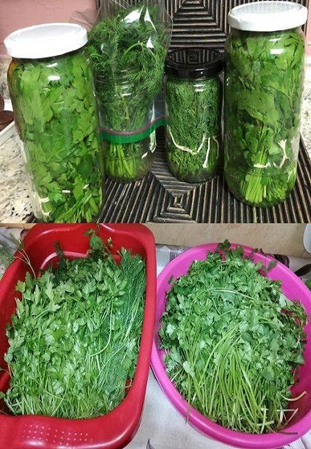 How to Keep Parsley Stems Fresh?