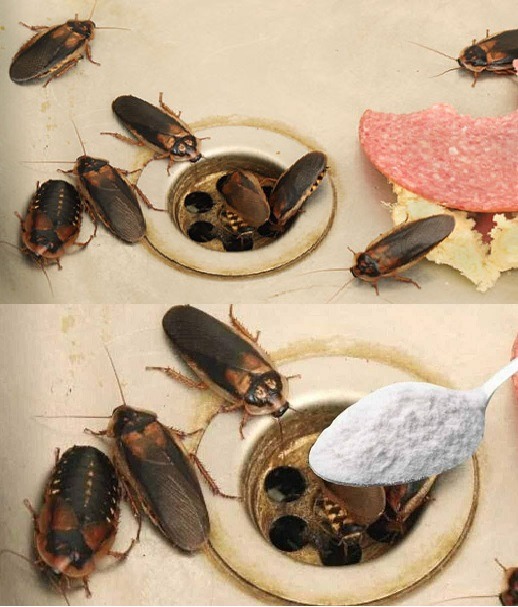 How to Permanently Rid Your Home of Fleas, Ants, and Cockroaches