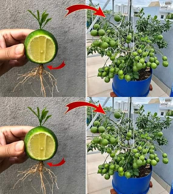 How to Plant Avocados at Home for Dozens