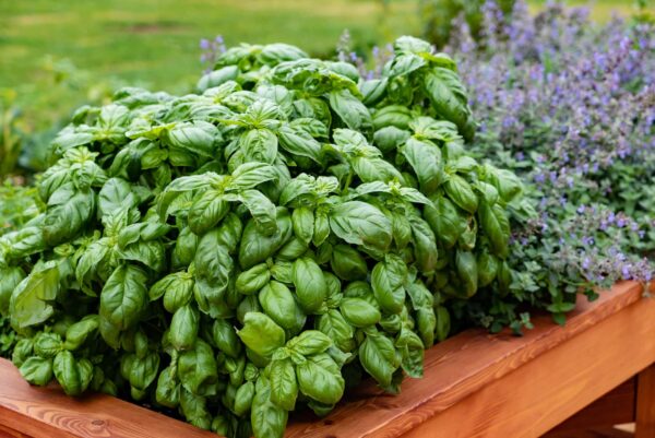 How to Plant, Grow and Harvest Basil – Complete Guide
