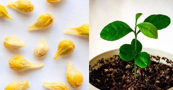 How to Plant Lemon in a Mug to Scent the House