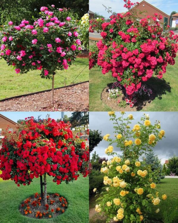How to Plant a Rose Tree
