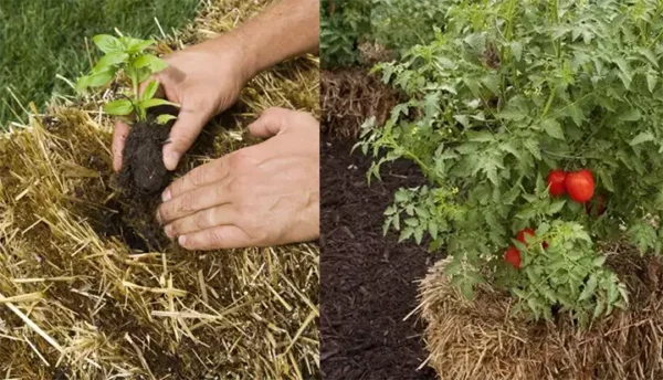 How to Plant in Straw Bales: A Step-by-Step Guide