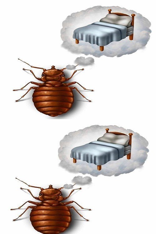 How to Quickly Eliminate Bed Bugs, Cockroaches and Other Insects in Your Home