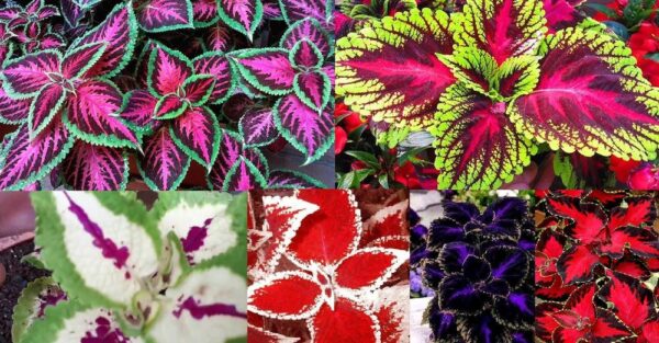 How to Reproduce and Propagate Colorful Coleus: Plant of Many Colors