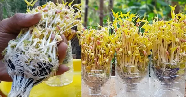 How to Sprout Mung Beans in Plastic Bottles