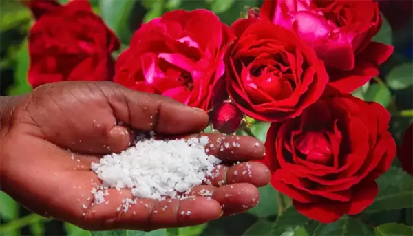 How to Use Epsom Salt for Brighter, Blooming Roses