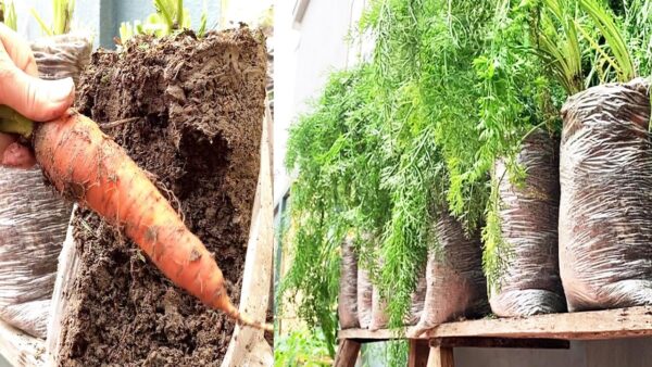 How to grow Carrots in plastic bags at home