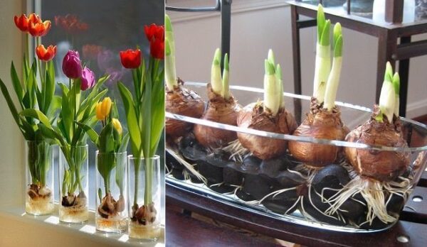 How to grow Tulips and Hyacinths in water – Step by step