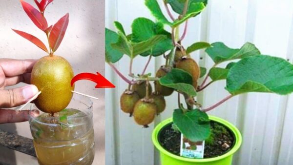 How to grow a young kiwi tree in a pot