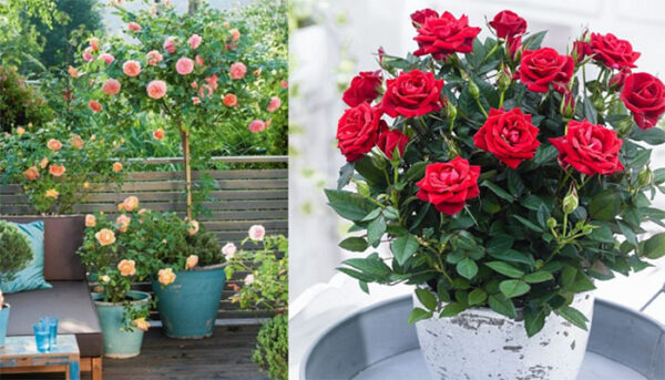How to grow and care for roses in pots step by step