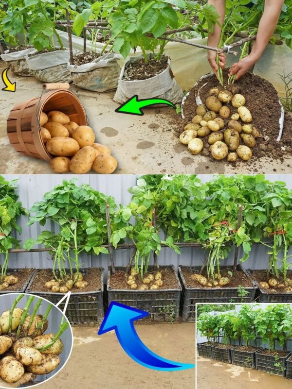 How to grow potatoes at home