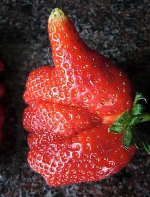 How to grow strawberries: Great tips