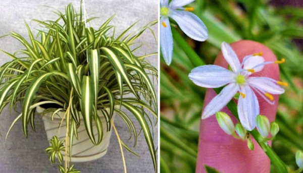 How to make a Spider Plant bloom and perfume your house