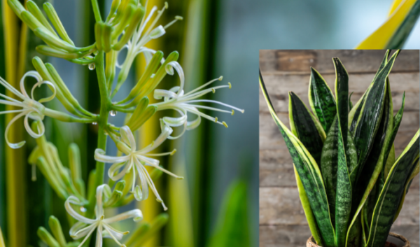 How to make a mother-in-law’s tongue bloom and make its aroma last longer