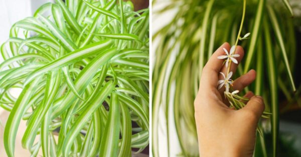 How to make the spider-plant bloom