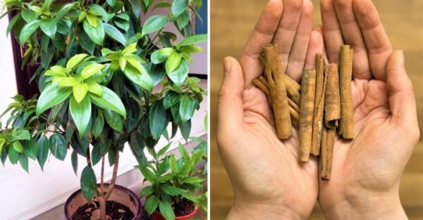 How to plant a cinnamon tree
