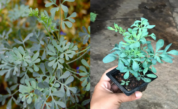 How to plant rue with these simple steps