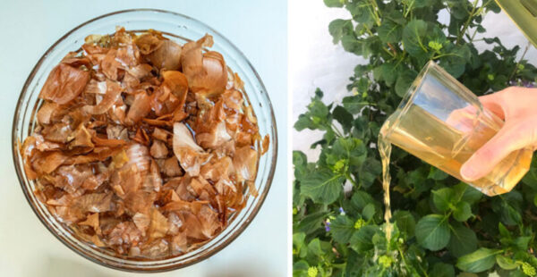 How to prepare Onion Water to water the Plants