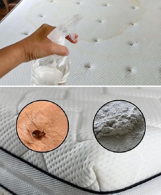 How to prepare a disinfectant spray to clean the mattress: just spray it once a week to eliminate dust, mites and bacteria