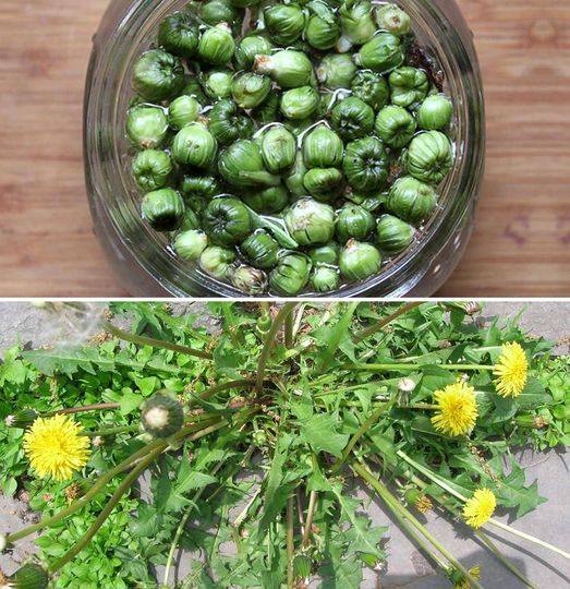 How to prepare dandelion “capers”: tasty and healthy