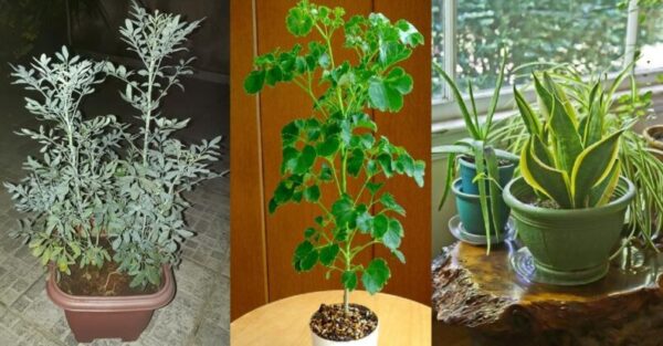 How to prevent my plant from wilting after transplanting it
