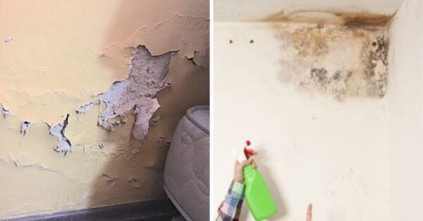 How to remove damp from walls so it never comes back