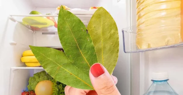 How to remove odors from the fridge with bay leaves?
