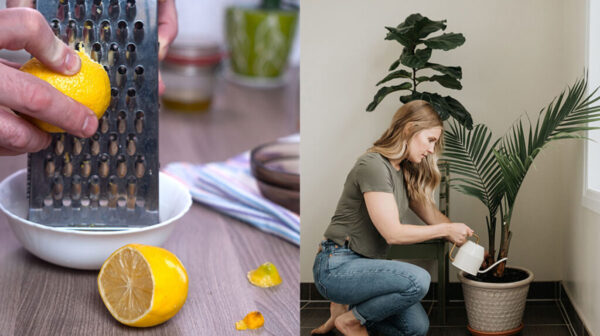 How to use Lemon Peel to take care of your Plants