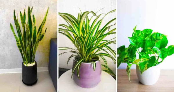 If you have one of these 7 plants at home: Take care of it because you have a treasure