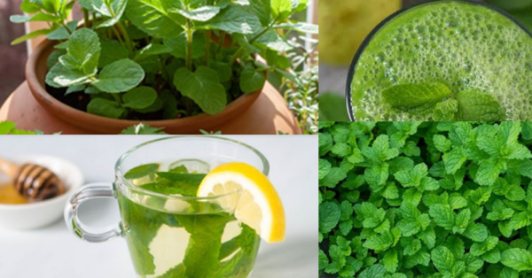 If you have this leaf in your house, you will never see any mosquitos and worry about cough, indigestion problems, heart disease, etc