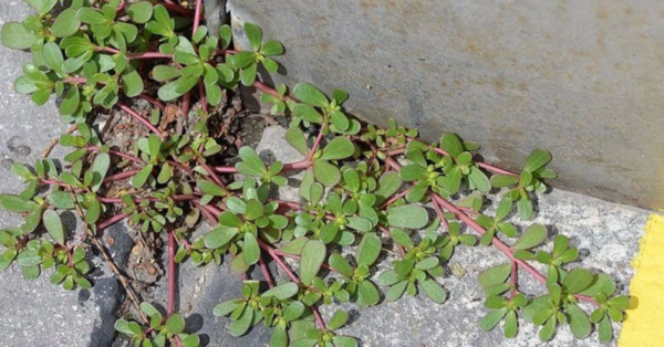 If you see this weed, don’t remove it. Here’s 10 reasons why!