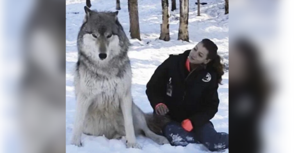 Keep an eye out for the enormous wolf making eye contact with this woman.