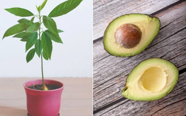 Learn to Grow Avocado in a Pot