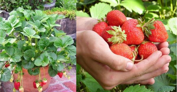Learn to Grow Strawberries in a Pot – Step by Step