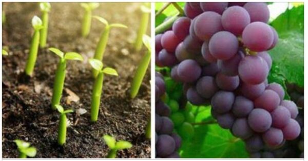 Learn to grow grapes at home, it’s easier than it seems